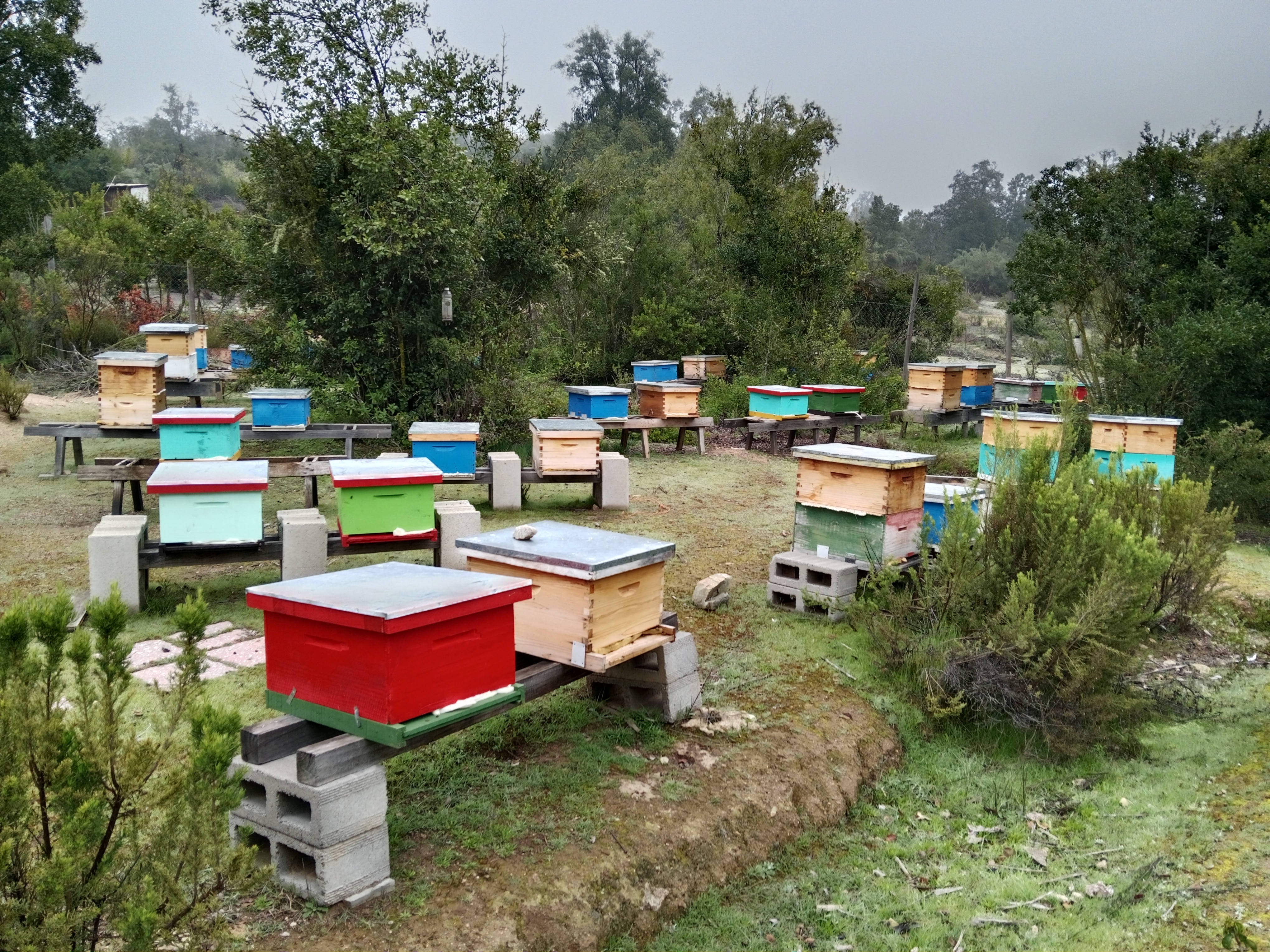 Apiario de Petras Bees ubicado en Alto El Totoral, en la cuesta a Colliguay, Quilpué